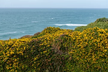 Fotobehang Porthtowen cliffs with sea view and yellow gorse © John