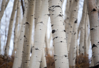 Aspen Trees