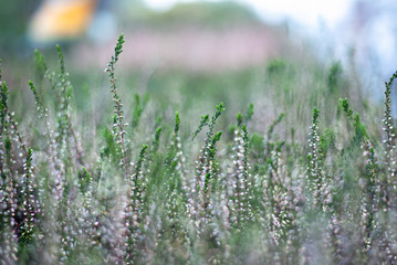 Calluna vulgaris plant abstract background.
