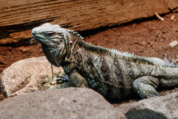 Fototapeta premium iguana on rock