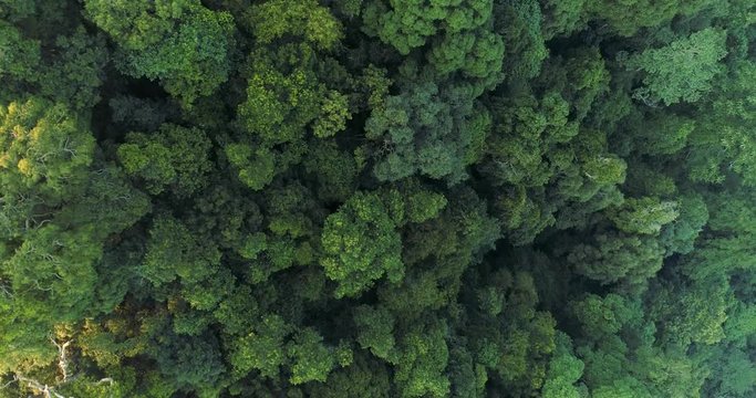 Aerial top down view wild jungle green rainforest at sunset. 4K