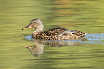 Side view of female mallard swimming in the pond.