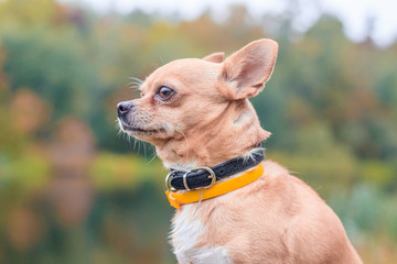 Chihuahua dog on a walk in the park. A small dog. Bright dog. Light color. Home pet.