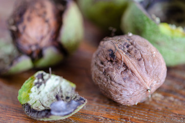 Fresh harvest of walnuts in a green shell.