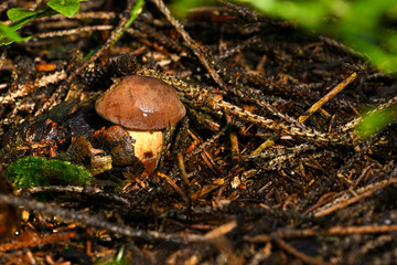 Boletus edulis growing in needles.