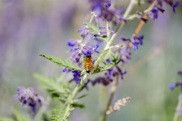 A honey bee on the purple flower,