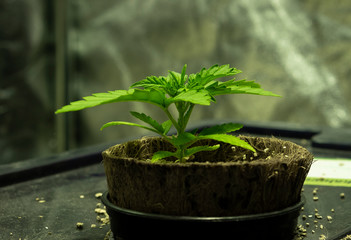 Cannabis Plant Growing.