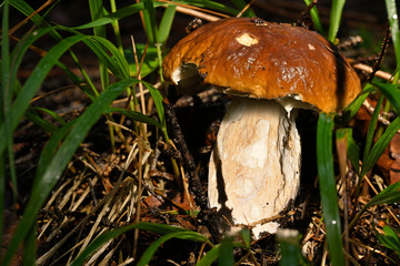 Boletus growing in the forest.