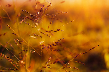 Autumn background with grass and wild flowers. Beautiful autumn landscape. Colorful foliage in the park.