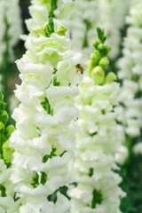 Beautiful white snapdragon flower (Antirrhinum majus L.) bloomimg in the garden outdoor park.