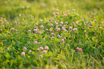Clover Flowers in the field background. Blooming medicinal wild herb. Group of clover inflorescence in the meadow.