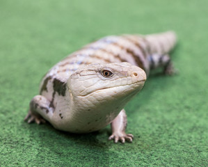 White Reptile Walks on Green Carpet