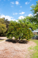 A Single Orange Tree