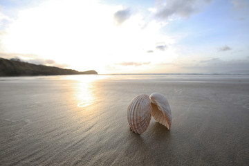 Shell at beach in Rossnowlagh