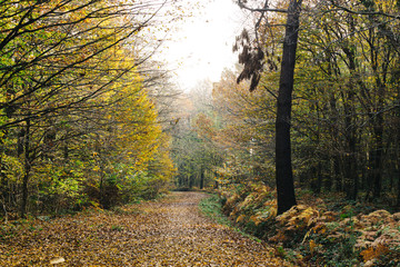 Obraz premium Landscape photo at Autumn Time/November, with view of lake and forest