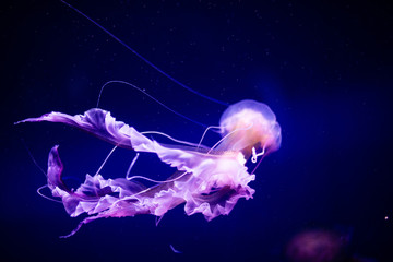 Beautiful jellyfish, medusa in the neon light with the fishes. Aquarium with blue jellyfish and...