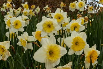 Fototapeta premium Daffodils Up Close