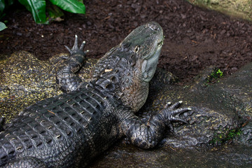 Krokodil auf dem Boden im Gehege