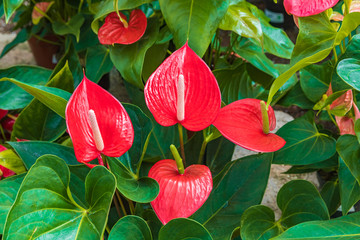 Dour bright red anthurium flowers - obrazy, fototapety, plakaty