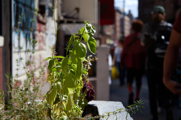 Plant in the street