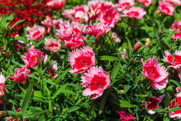 Flowered pink and red dianthus