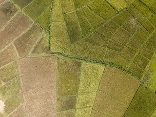 Fototapeten Reisfelder Aerial view of rice paddies  © Michal