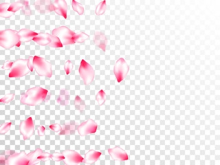 Pink cherry blossom petals isolated