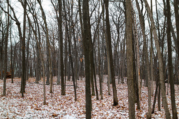 forest in autumn and winter with snow on the leaves