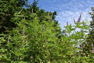 Chaste tree (Vitex agunus -castus) blooms in the summer and autumn with light purple aromatic...