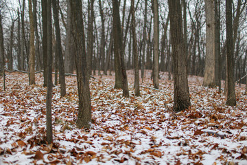 forest in autumn and winter with snow on the leaves