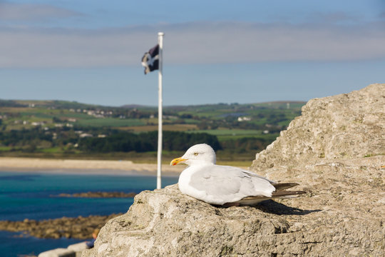 European herring gull latin name Larus argentatus roosting among rocks at Mounts Bay in Cornwall with a Cornish flag and landscape in the background