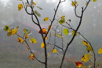 Autumn tree and spider webs in mist