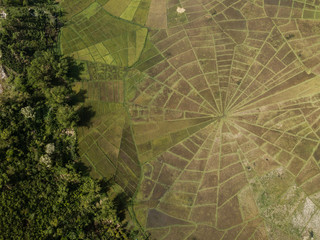 Aerial view of rice paddies