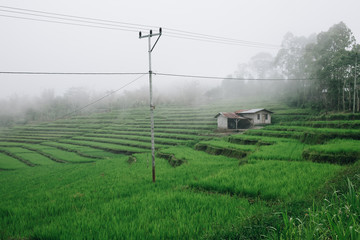 Rice field farm in the mist