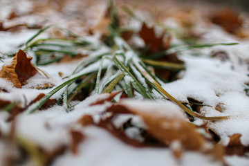 leaves and grass on ice