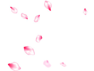 Pink cherry blossom petals isolated