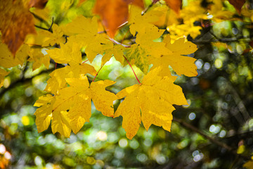 Maple Leaf Showing Off Its Autumn Color In Bright Orange Yellow and Gold On A Sunny Day In The Pacific Northwest Forest, Washington, United States