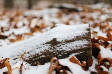 snow covered on the wood