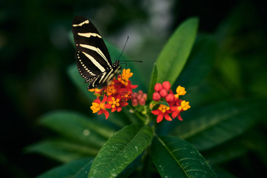 Butterfly sitting on red flowers