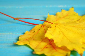 Abstract background with autumn maple leaves.