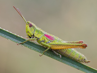 grasshopper on green leaf