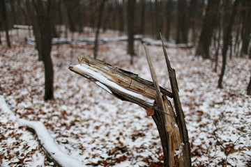 broken wood on the snow