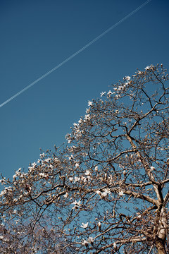 Blooming branches of tree against blue sky