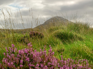 Abstract nature landscape, green field, flowers and Diamond hill, Selective focus. Connemara National Park, County Galway Ireland,