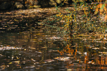 Bunch of falling leaves at Autumn Time. Color palete of photos include brown, yellow and all of fall/autumn color