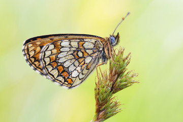 butterfly on a leaf