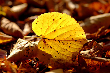 Yellow autumn leaf on the ground in a park.