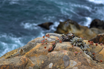 flowers by the ocean