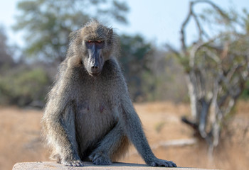 Orange amber eyed Baboon in Krueger National Park in South Africa