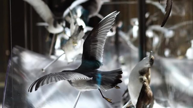 Display of taxidermy birds. Concept of science, education, archeology, history, biology, evolution.